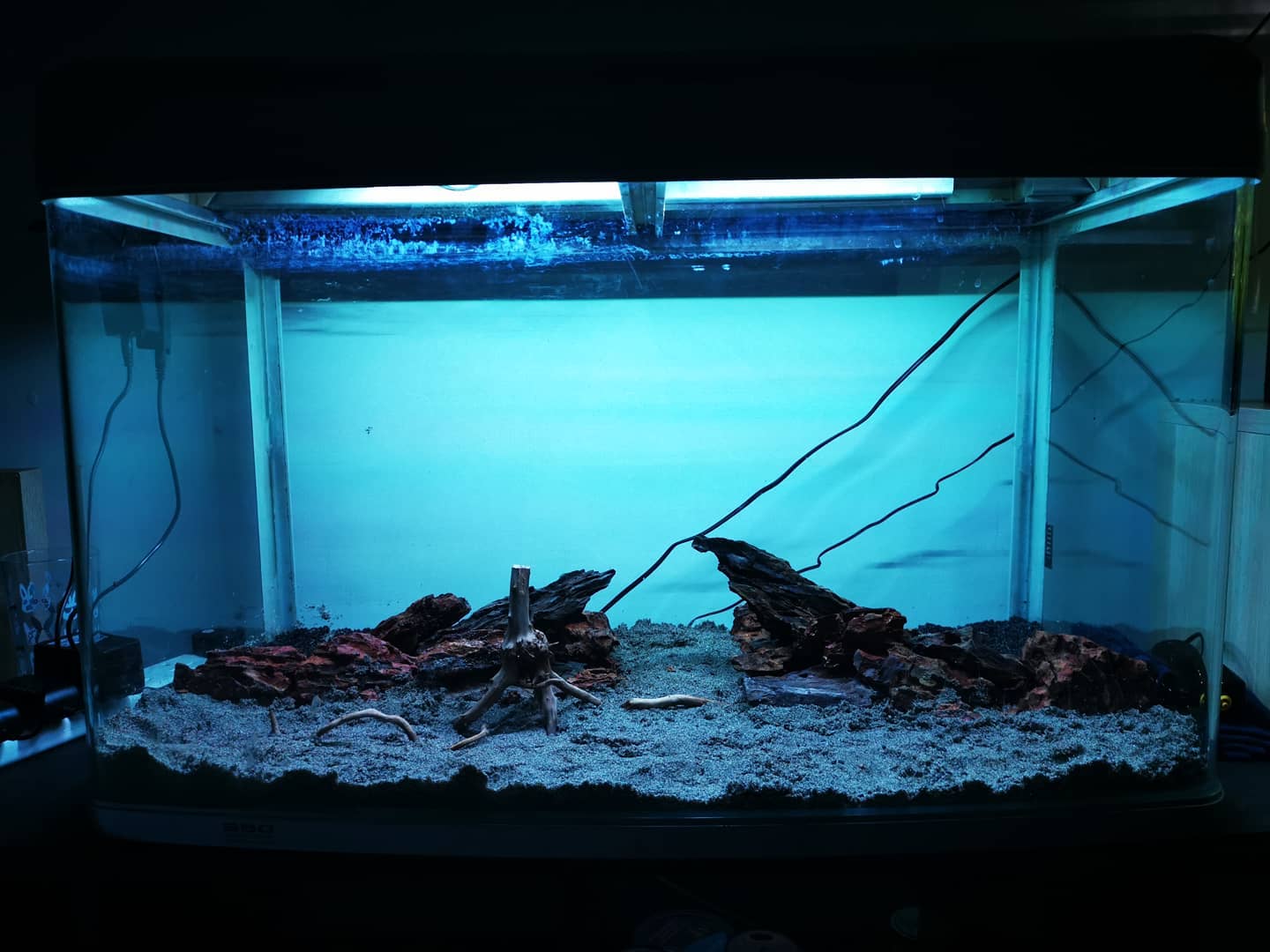 Banjo catfish Care Lifespan, Food, Tank Setup & More