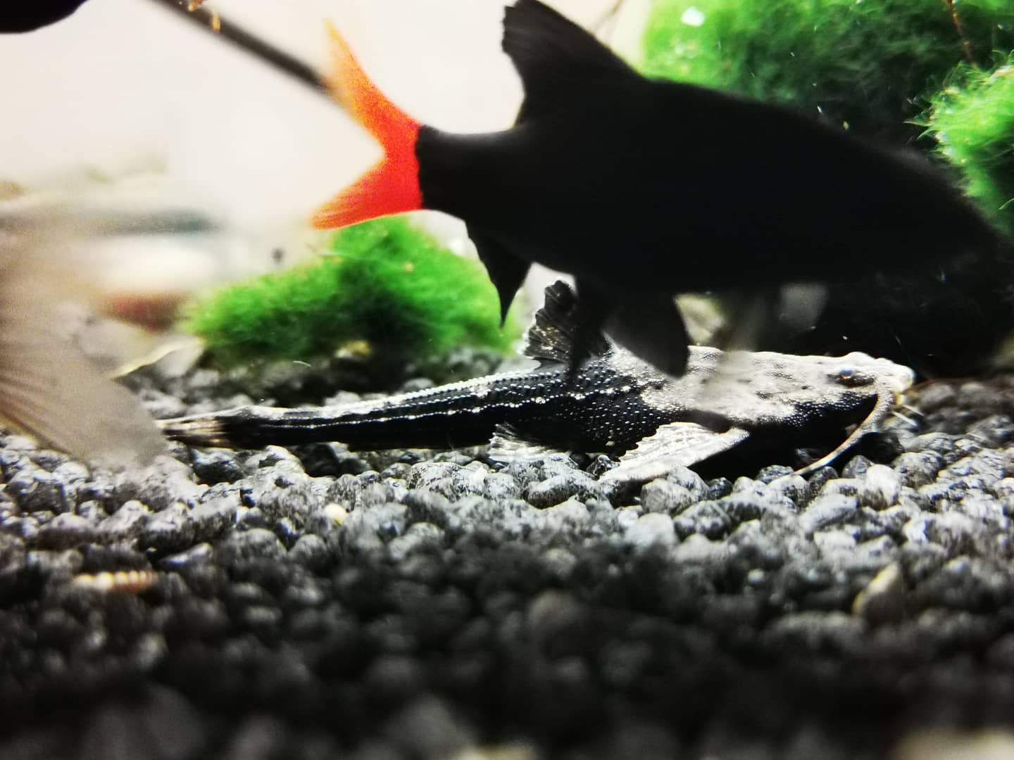 Banjo catfish Care Lifespan, Food, Tank Setup & More