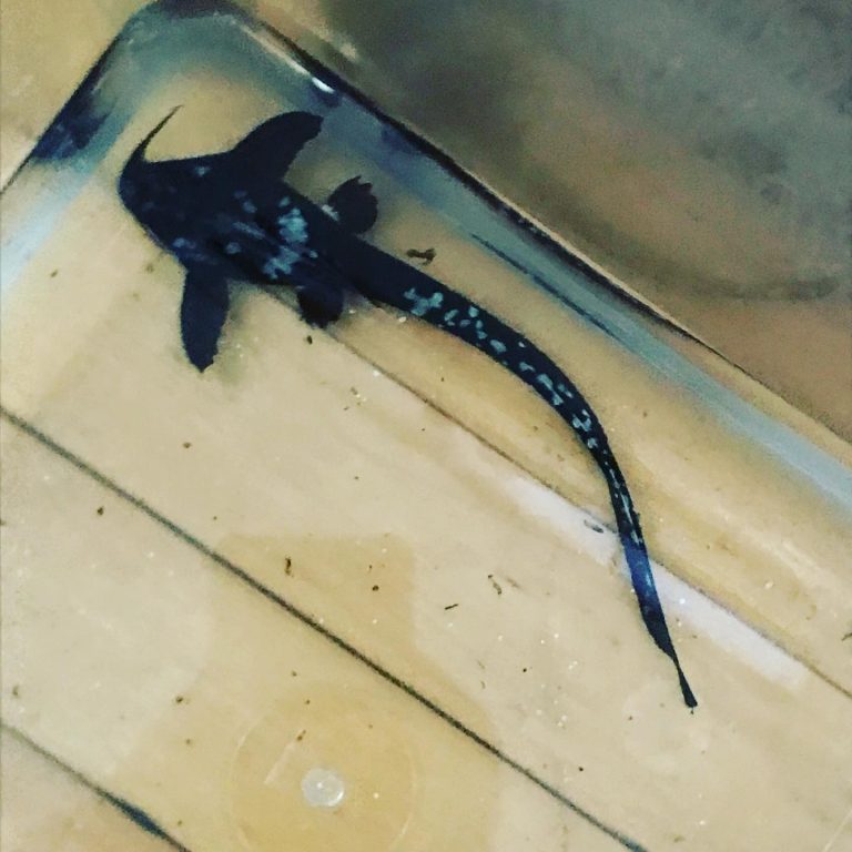 Banjo catfish Care: Lifespan, Food, Tank Setup & More