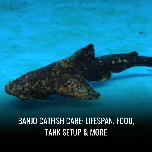 Read more about the article Banjo catfish Care: Lifespan, Food, Tank Setup & More
