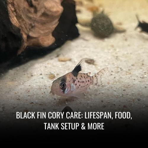 Read more about the article Black Fin Cory Care: Lifespan, Food, Tank Setup & More