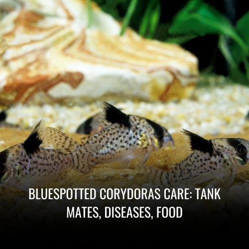 Read more about the article Bluespotted corydoras Care: tank mates, Diseases, Food