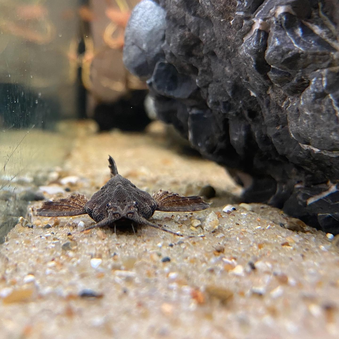 Banjo catfish Care Lifespan, Food, Tank Setup & More