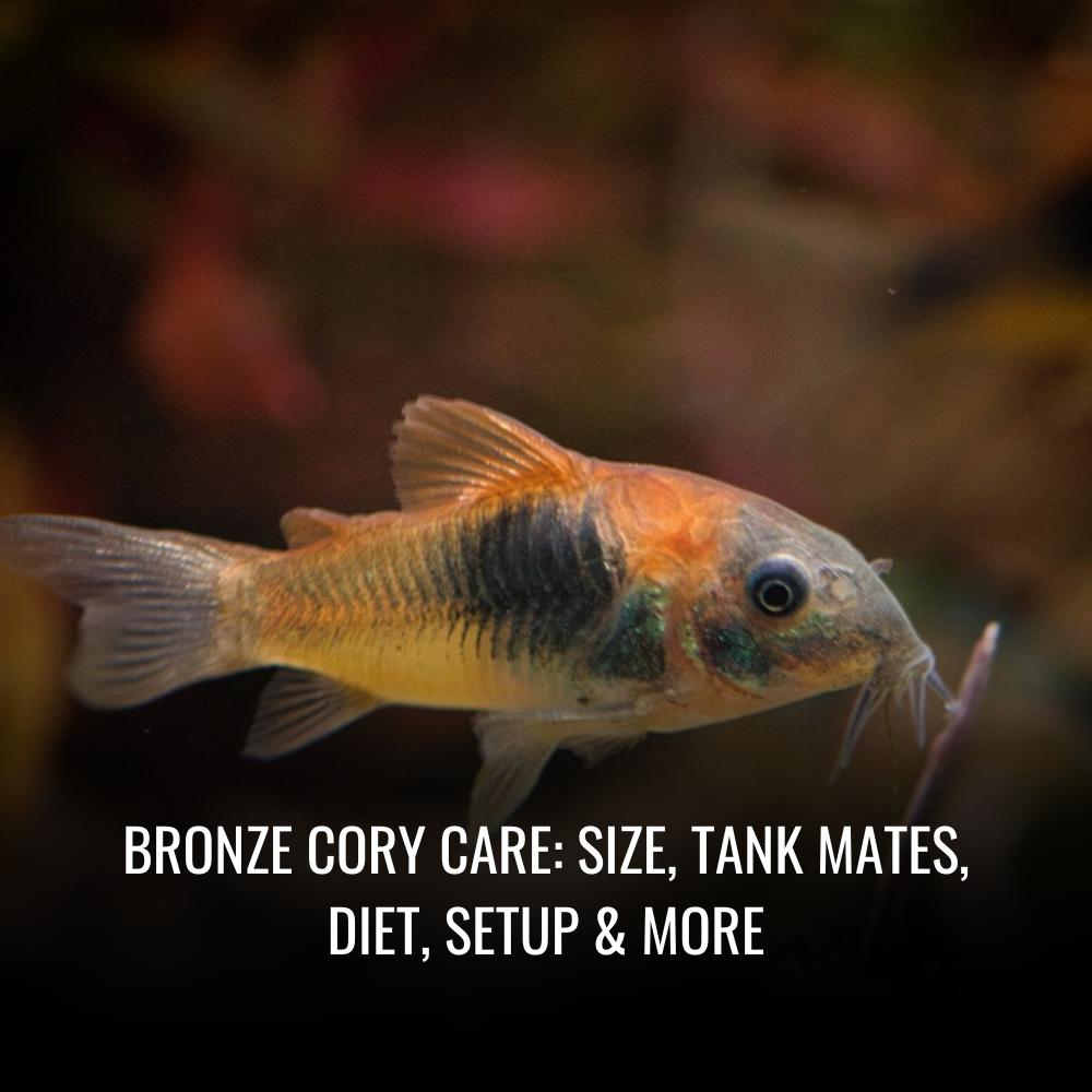 Read more about the article Bronze Cory Care: Size, Tank Mates, Diet, Setup & More
