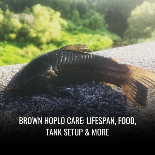 Read more about the article Brown hoplo Care: Lifespan, Food, Tank Setup & More