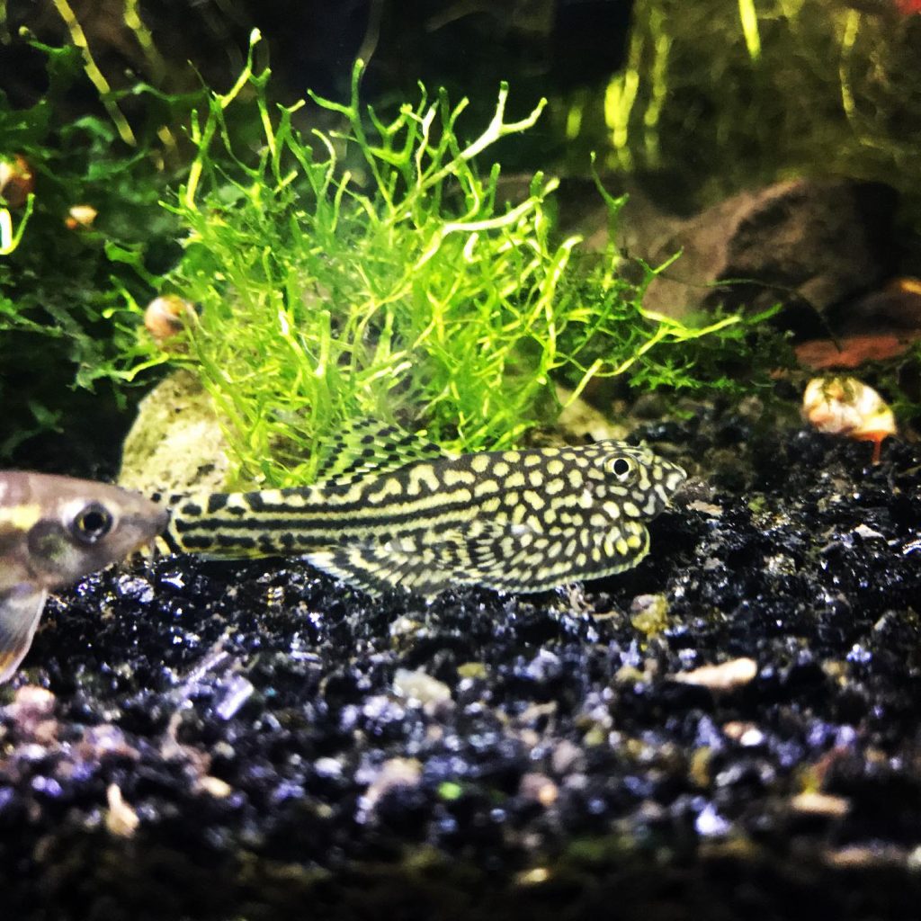 Chinese Hillstream Loach Appearance