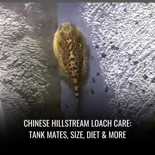 Read more about the article Chinese Hillstream Loach Care: Tank Mates, Size, Diet & More