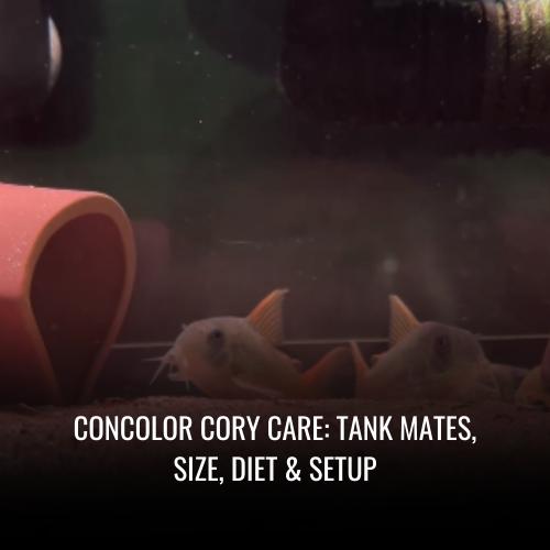 Read more about the article Concolor cory Care: Tank Mates, Size, Diet & Setup