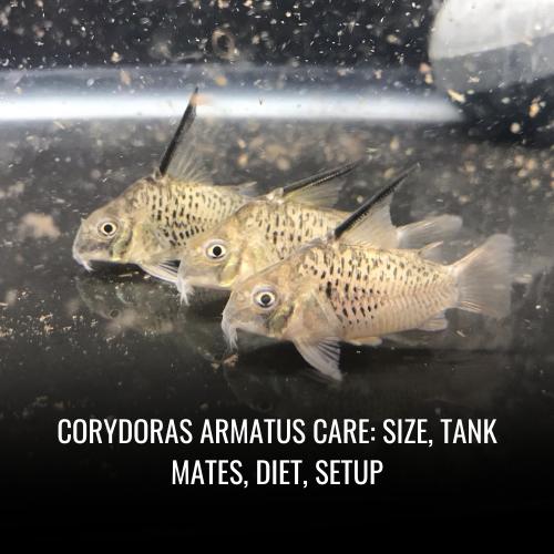 Read more about the article Corydoras armatus Care: Size, Tank Mates, Diet, Setup