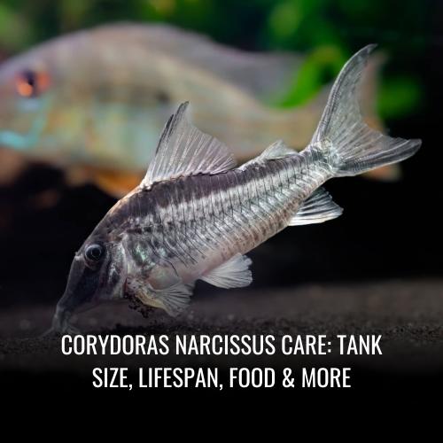 Read more about the article Corydoras narcissus Care: Tank Size, Lifespan, Food & More