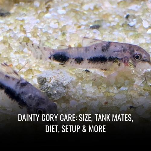 Read more about the article Dainty cory Care: Size, Tank Mates, Diet, Setup & More