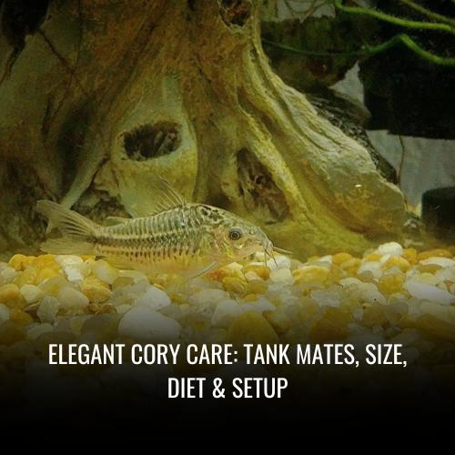 Read more about the article Elegant Cory Care: Tank Mates, Size, Diet & Setup