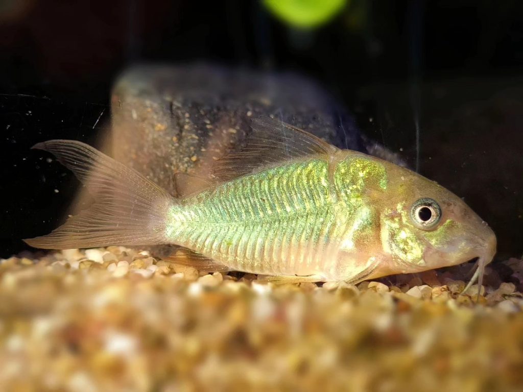 Emerald Catfish Behavior & Temperament