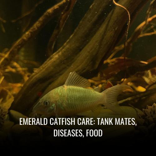 Read more about the article Emerald catfish Care: tank mates, Diseases, Food