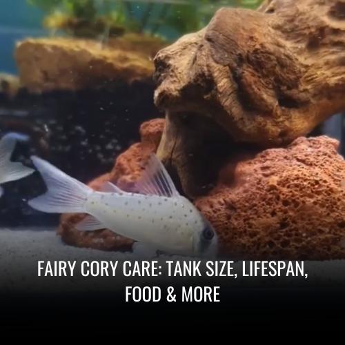 Read more about the article Fairy cory Care: Tank Size, Lifespan, Food & More