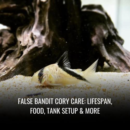 Read more about the article False bandit cory Care: Lifespan, Food, Tank Setup & More