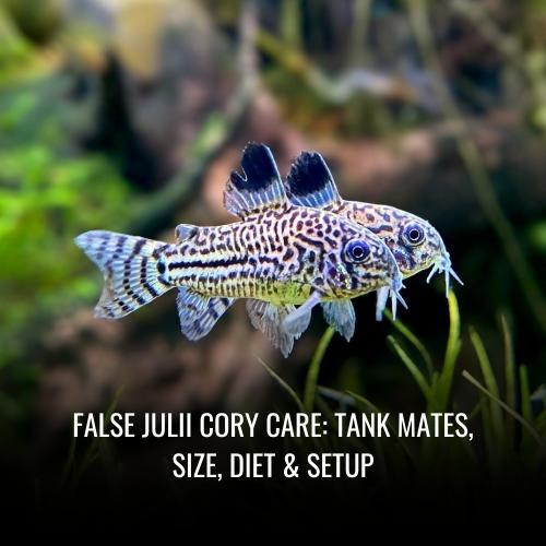Read more about the article False Julii Cory Care: Tank Mates, Size, Diet & Setup