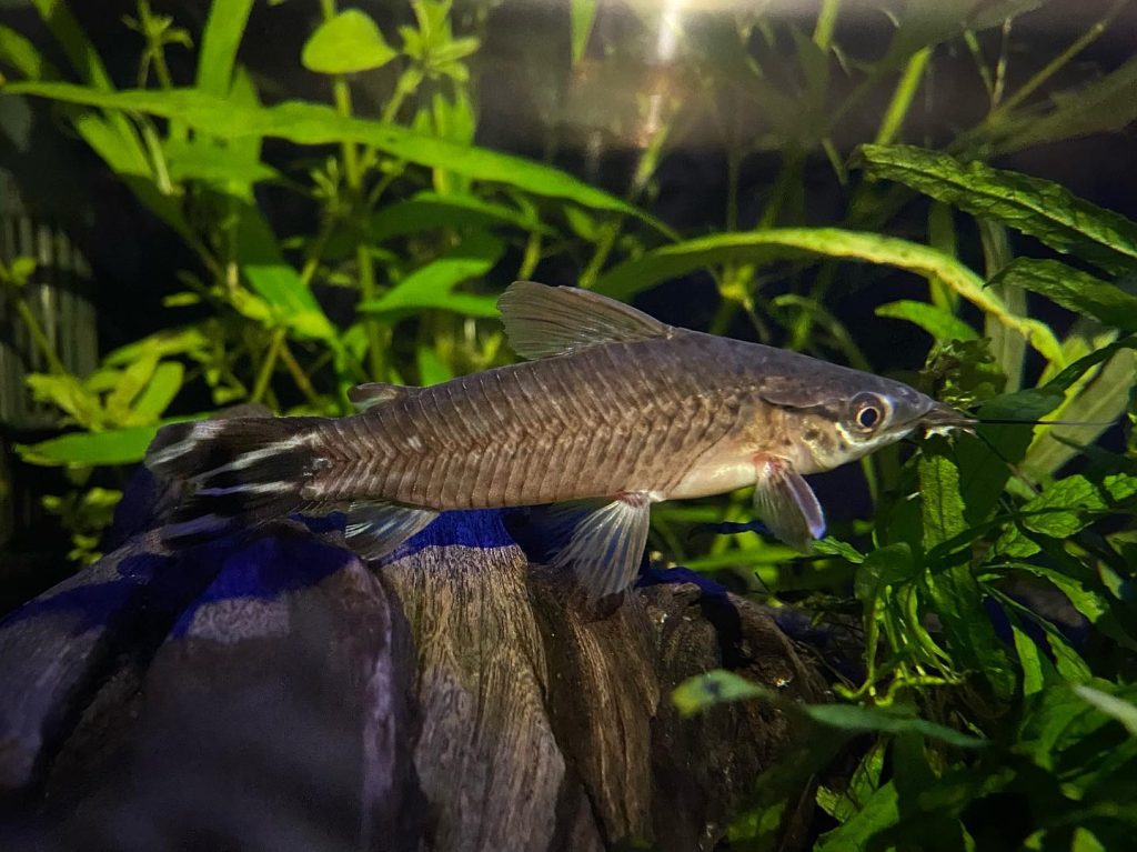 Flagtail Catfish Appearance
