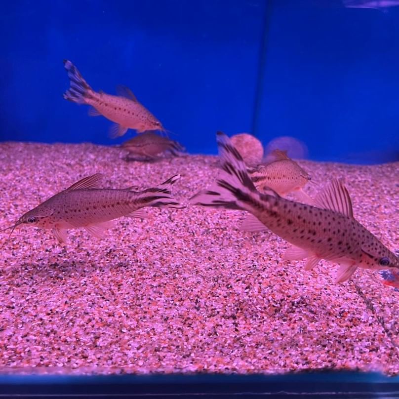 Flagtail Catfish Sexing Male vs Female