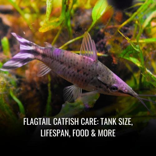 Read more about the article Flagtail catfish Care: Tank Size, Lifespan, Food & More