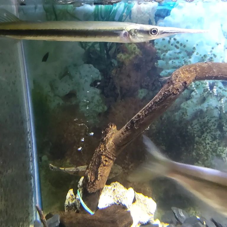 Freshwater garfish Care: Lifespan, Food, Tank Setup & More