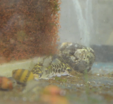 Honeycomb Tatia Catfish Aquarium Setup