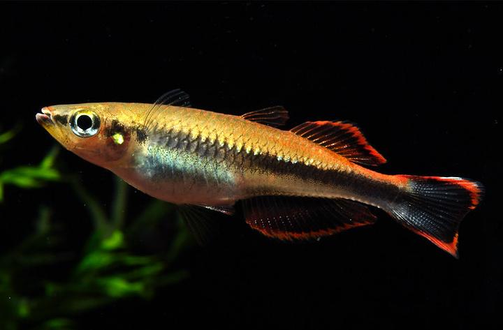 Madagascar Rainbowfish Appearance