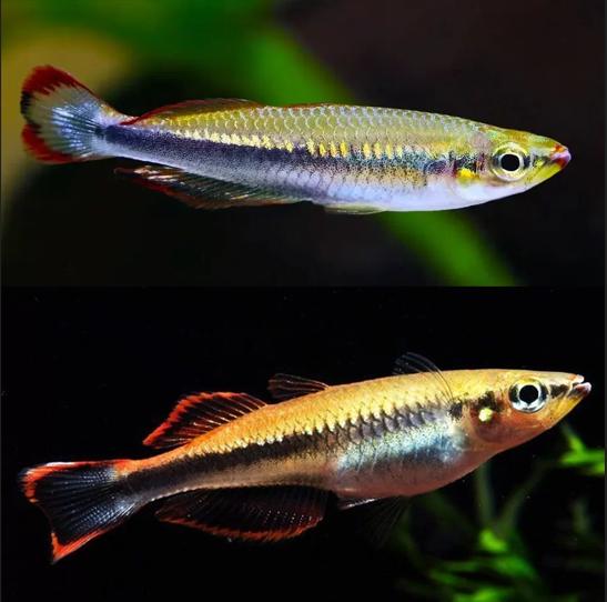 Madagascar Rainbowfish Are Madagascar rainbowfish Easy To Keep