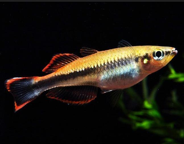 Madagascar Rainbowfish Behavior & Temperament