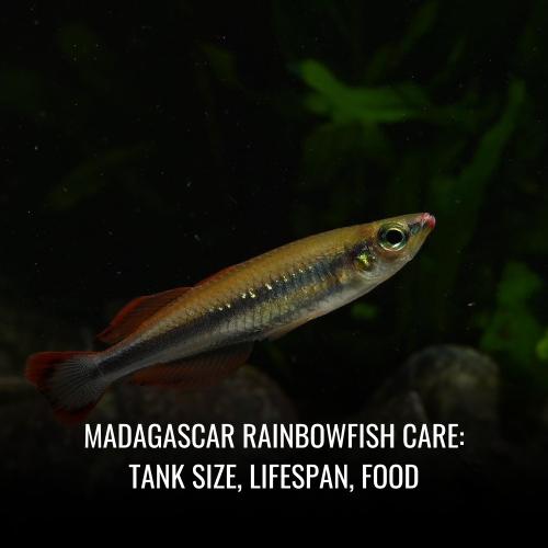 Read more about the article Madagascar rainbowfish Care: Tank Size, Lifespan, Food