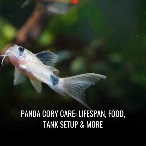 Read more about the article Panda Cory Care: Lifespan, Food, Tank Setup & More