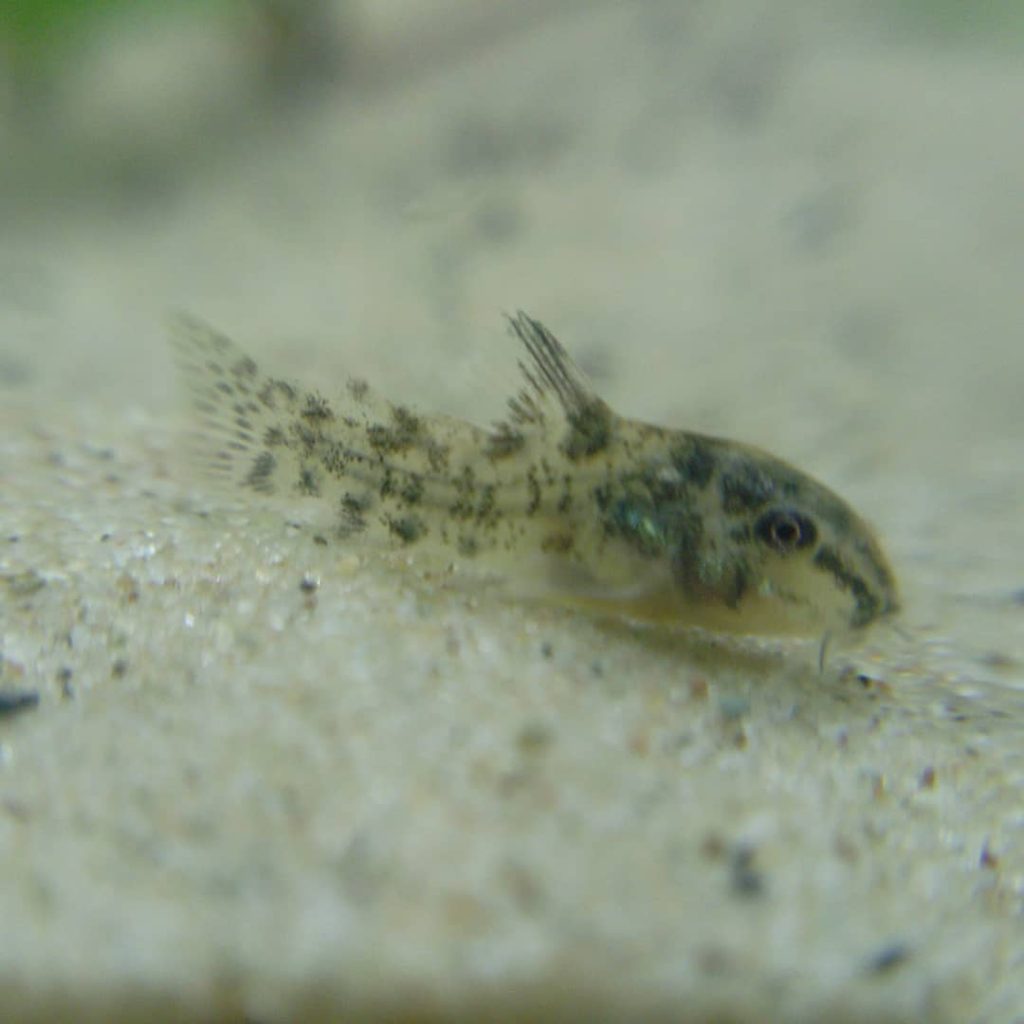 Peppered Corydoras Appearance