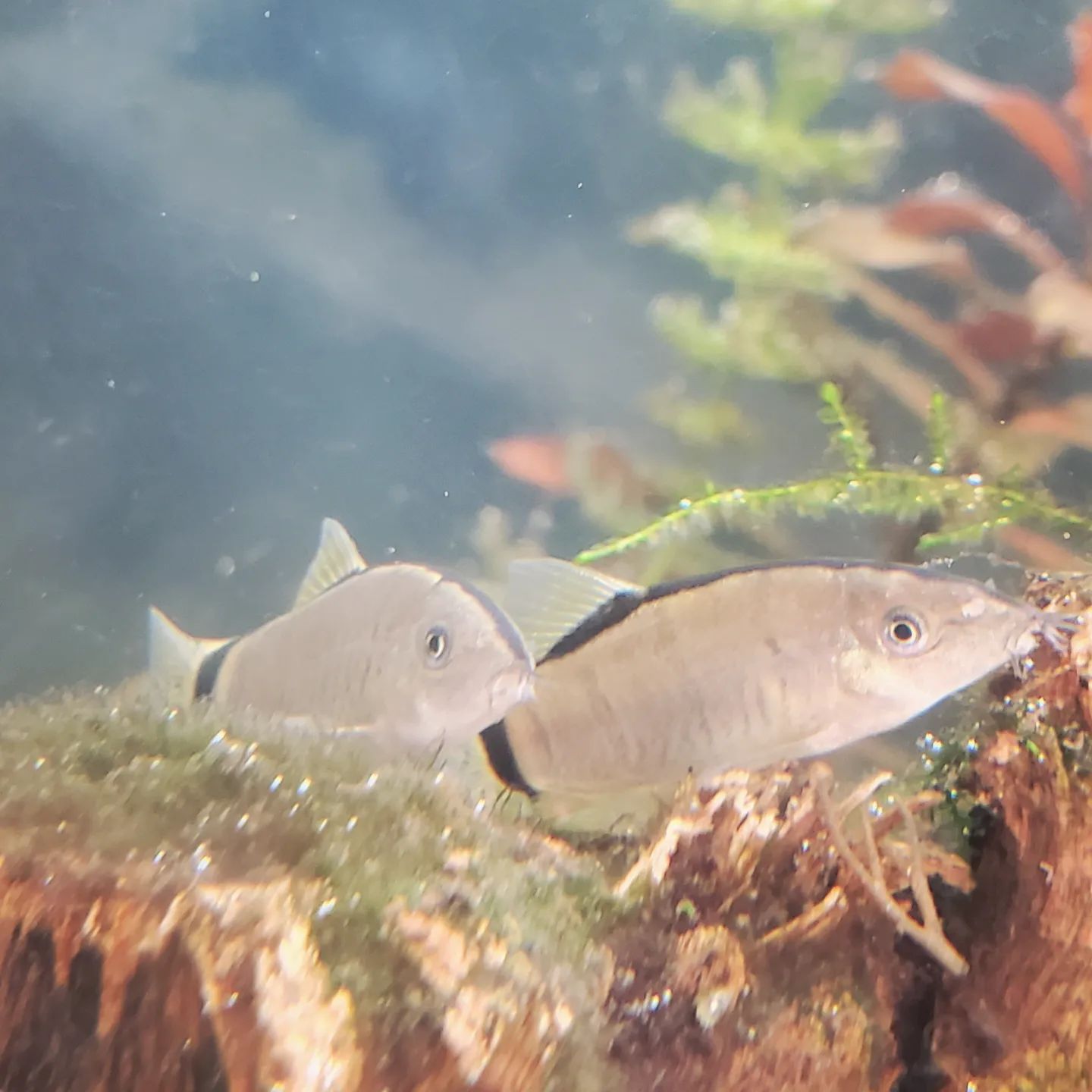 Skunk Botia Care: Tank Size, Lifespan, Food & More