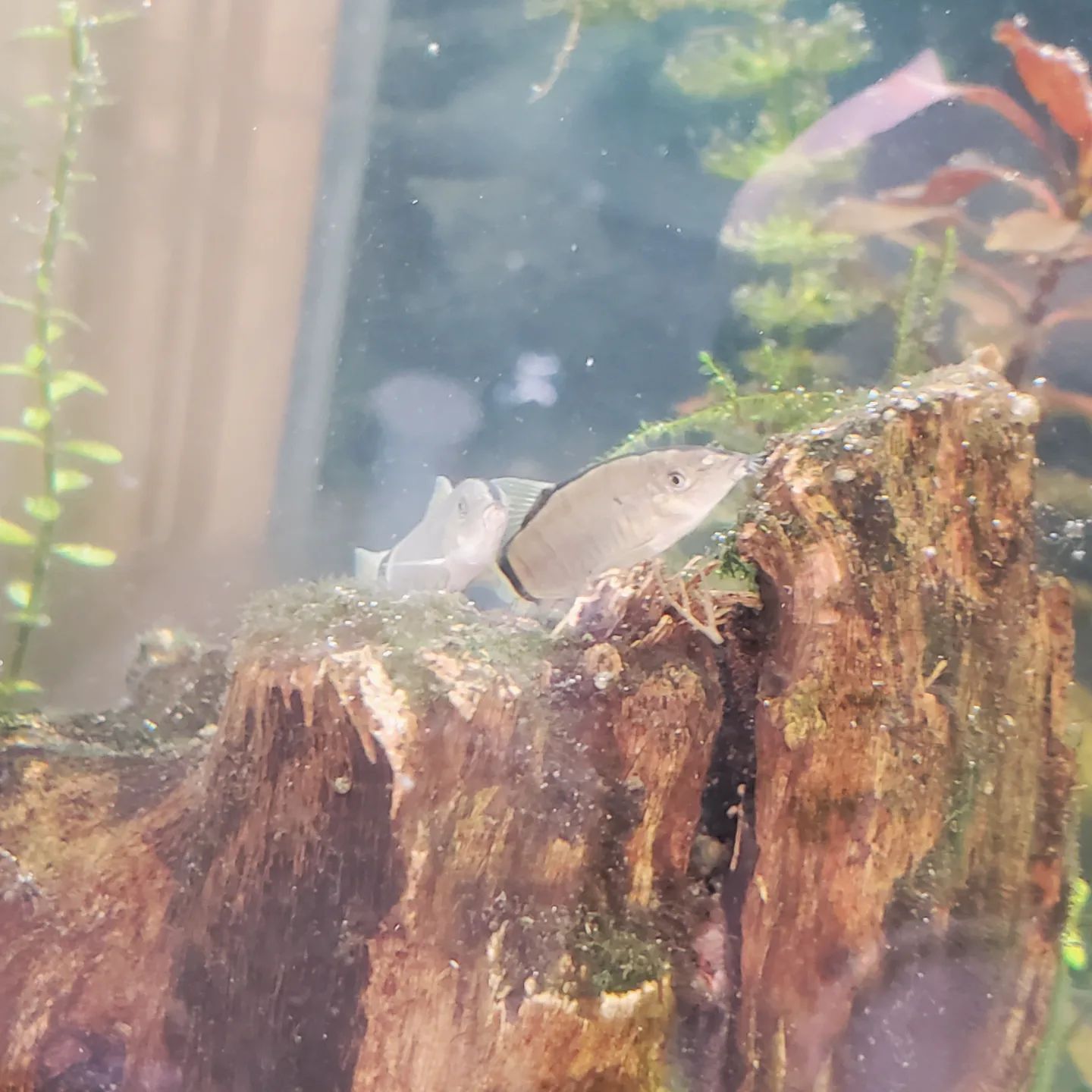 Skunk Botia Care: Tank Size, Lifespan, Food & More