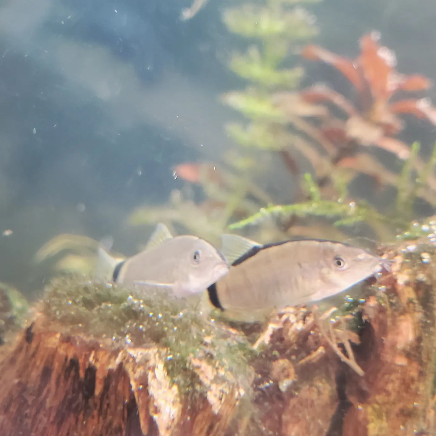 Skunk Botia Care: Tank Size, Lifespan, Food & More