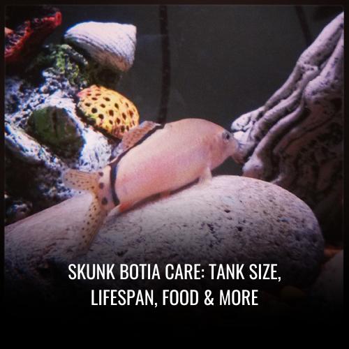 Read more about the article Skunk Botia Care: Tank Size, Lifespan, Food & More
