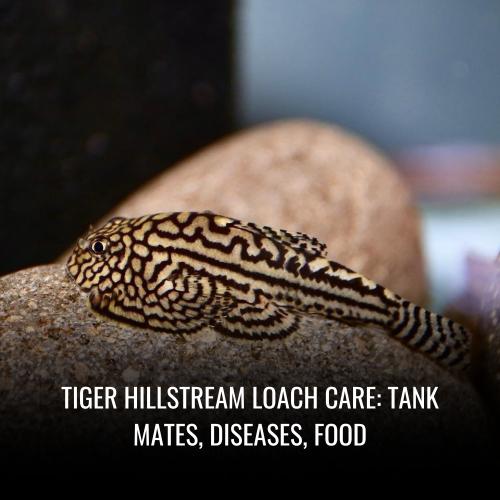 Read more about the article Tiger Hillstream Loach Care: tank mates, Diseases, Food