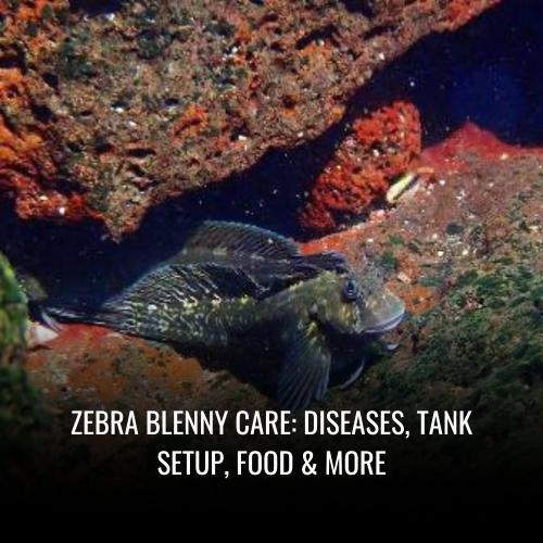 Read more about the article Zebra blenny Care: Diseases, Tank Setup, Food & More